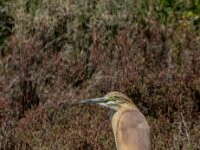 Ardeola ralloides 90, Ralreiger, adult, breeding plumage, Saxifraga-Theo Verstrael