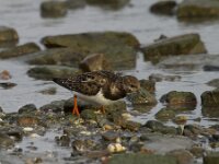 Arenaria interpres 18, Steenloper, Saxifraga-Jan Nijendijk
