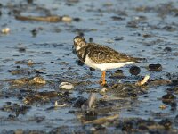 Arenaria interpres 2, Steenloper, Saxifraga-Jan van der Straaten