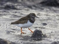 Arenaria interpres 20, Steenloper, Saxifraga-Bart Vastenhouw