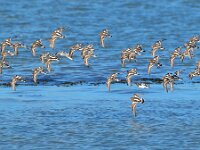 Arenaria interpres 21, Steenloper, Saxifraga-Tom Heijnen