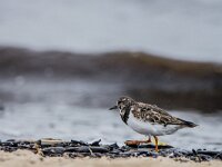 Arenaria interpres 24, Steenloper, winter plumage, Saxifraga-Theo Verstrael