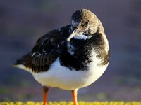 Arenaria interpres 26, Steenloper, Saxifraga-Bart Vastenhouw