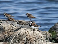 Arenaria interpres 30, Steenloper, Saxifraga-Dirk Hilbers