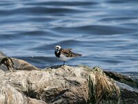 Arenaria interpres 33, Steenloper, Saxifraga-Dirk Hilbers