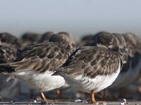 Arenaria interpres 42, Steenloper, Saxifraga-Mark Zekhuis