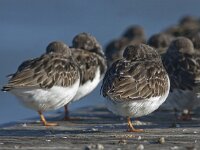 Arenaria interpres 43, Steenloper, Saxifraga-Mark Zekhuis