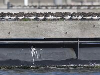 Arenaria interpres 46, Steenloper, Saxifraga-Mark Zekhuis