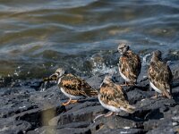 Arenaria interpres 47, Steenloper, breeding plumage, Saxifraga-Theo Verstrael