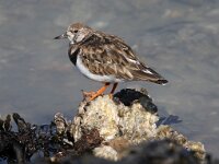 Arenaria interpres 53, Steenloper, Saxifraga-Peter Meininger