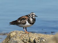 Arenaria interpres 56, Steenloper, Saxifraga-Henk Baptist