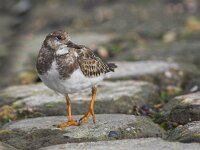 Arenaria interpres 6, Steenloper, Saxifraga-Luc Hoogenstein
