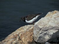 Arenaria interpres 63, Steenloper, Saxifraga-Jan van der Straaten