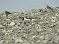 Arenaria interpres 66, Steenloper, Saxifraga-Willem van Kruijsbergen