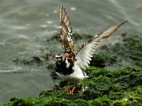 Arenaria interpres 7, Steenloper, Saxifraga-Piet Munsterman