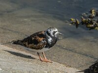 Arenaria interpres 74, Steenloper, breeding plumage, Saxifraga-Theo Verstrael