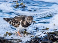 Arenaria interpres 8, Steenloper, winter plumage, Saxifraga-Theo Verstrael