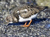 Arenaria interpres 85, Steenloper, Saxifraga-Tom Heijnen
