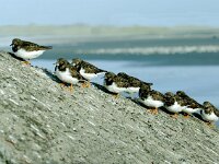 Arenaria interpres 9, Steenloper, Saxifraga-Piet Munsterman