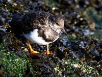 Arenaria interpres 93, Steenloper, Saxifraga-Bart Vastenhouw