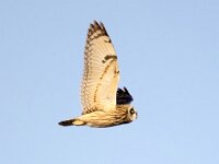 Asio flammeus 12, Velduil, Saxifraga-Bart Vastenhouw