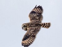 Asio flammeus 36, Velduil, Saxifraga-Bart Vastenhouw