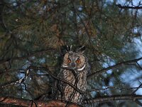 Asio otus 74, Ransuil, Saxifraga-Harry Jans