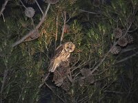 Asio otus 75, Ransuil, Saxifraga-Harry Jans