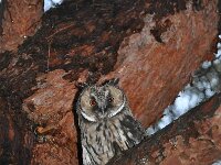 Asio otus 76, Ransuil, Saxifraga-Harry Jans