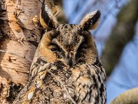 Asio otus 60, Ransuil, adult, Saxifraga-Theo Verstrael
