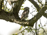Athene noctua 12, Steenuil, adult, Saxifraga-Theo Verstrael