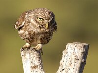 Athene noctua 14, Steenuil, Saxifraga-Piet Munsterman