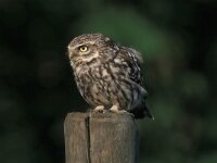 Athene noctua 19, Steenuil, Saxifraga-Arie de Knijff