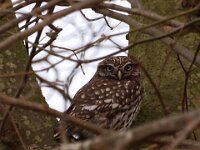 Athene noctua 22, Steenuil, Saxifraga-Hans Dekker