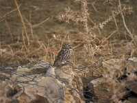 Athene noctua 23, Steenuil, Saxifraga-Wim Remmerzwaal
