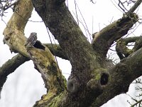 Athene noctua 25, Steenuil, Saxifraga-Mark Zekhuis