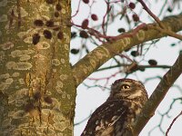 Athene noctua 28, Steenuil, Saxifraga-Jan Nijendijk