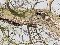 Athene noctua 34, Steenuil, Saxifraga-Mark Zekhuis