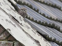 Athene noctua 37, Steenuil, Saxifraga-Mark Zekhuis