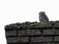 Athene noctua 41, Steenuil, Saxifraga-Hans Dekker