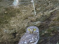 Athene noctua 46, Steenuil, Saxifraga-Dirk Hilbers
