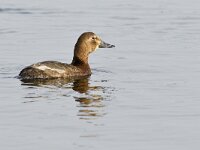 Aythya ferina 35, Tafeleend, Saxifraga-Tom Heijnen
