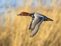 Common porchard flying  Common Pochard (Aythya ferina) flying up from lake with bright reed in the background : Netherlands, air, animal, animals, autumn, aythya, background, beak, beautiful, bif, bird, birdwatching, brown, common, duck, environment, europe, fauna, female, ferina, flight, flying, head, lake, lakes, male, mid, migration, migratory, natural, nature, one, outdoor, outside, park, parks, pochard, pond, reflection, river, seasonal, sky, spring, summer, water, waterfowl, wild, wilderness, wildlife, winter