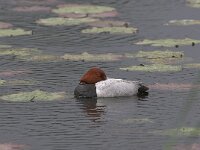 Aythya ferina 9, male, Tafeleend, Saxifraga-Luc Hoogenstein