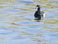 Aythya fuligula 104, Kuifeend, Saxifraga-Tom Heijnen