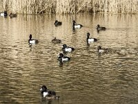 Aythya fuligula 108, Kuifeend, adult male, Saxifraga-Theo Verstrael