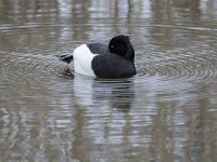 Aythya fuligula 111, Kuifeend, adult male, Saxifraga-Theo Verstrael