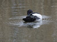 Aythya fuligula 112, Kuifeend, adult male, Saxifraga-Theo Verstrael