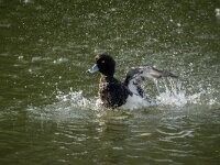 Aythya fuligula 116, Kuifeend, adult male, Saxifraga-Theo Verstrael