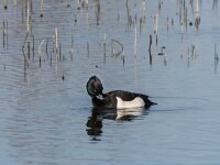Aythya fuligula 117, Kuifeend, adult male, Saxifraga-Theo Verstrael